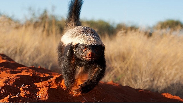 ‘İnanılmaz Bal Porsuğu’, 30 Kasım Pazar 20.00’de National Geographic WILD Ekranlarında! görseli