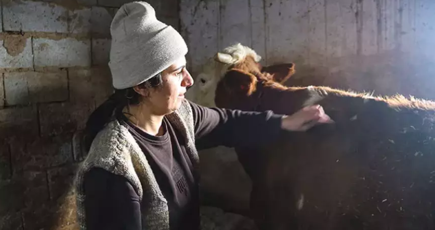 "Uzman Eller" Iğdır’da Meyvesini Verdi: 2 İnekle Başladı, 160 Hayvanlık Sürüye Ulaştı görseli