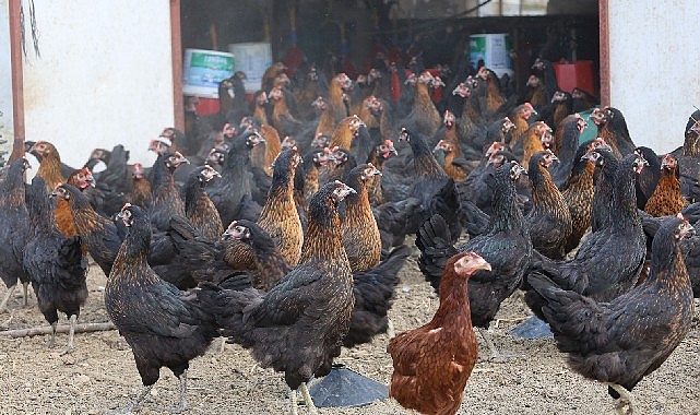 Büyükşehir, yüzde 50 hibeli 16 bin tavuk dağıttı görseli