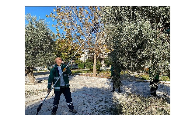 Milas Belediyesi Park ve Yeşil Alanlarda Zeytin Hasadına Devam Ediyor görseli