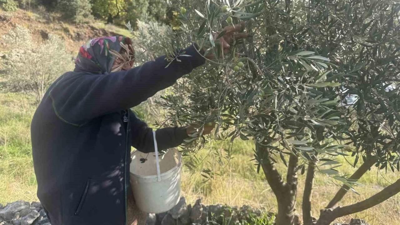 88’lik Emine nine zeytin hasadında rekor kırıyor görseli