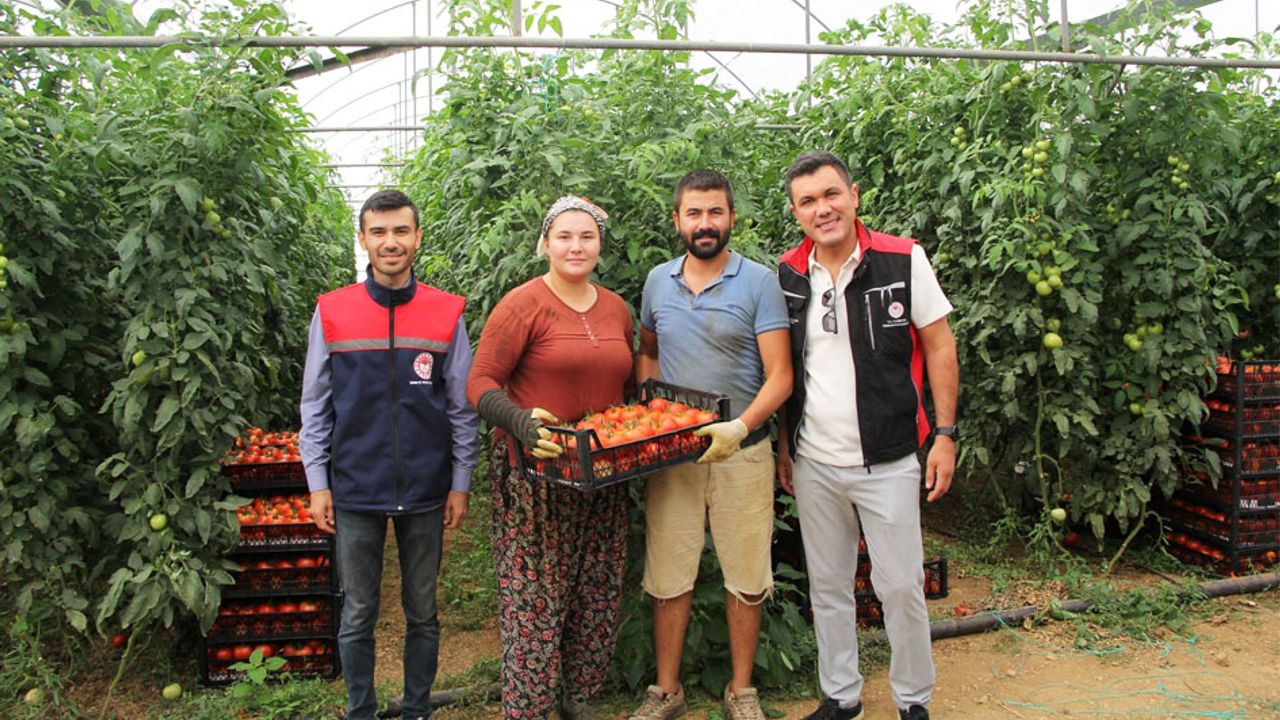Kırmızı Bereket Atabey seralarında! görseli