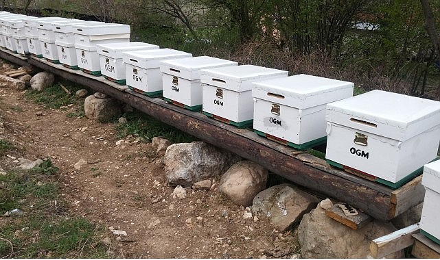 OGM: Odun dışı orman ürünlerinden ekonomiye 12 milyar TL katkı görseli
